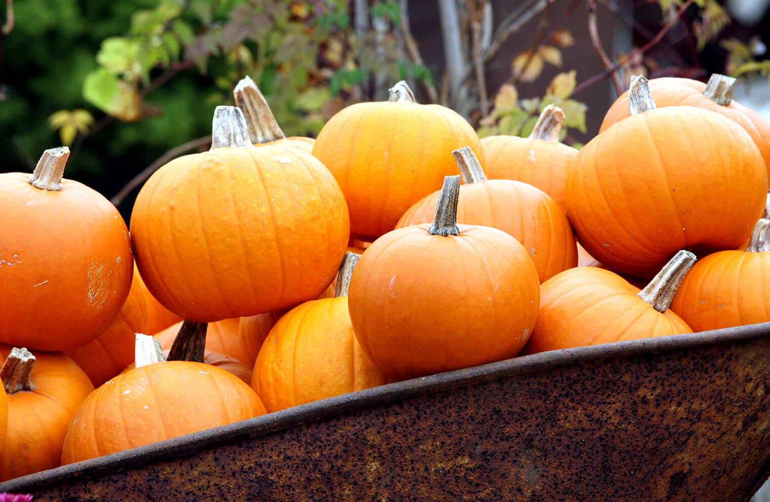 Picture of pumpkins in a rusted wheelbarrow.